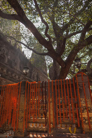 Enlightenment tree - a ficus religious, a sacred tree of a bodhi, meditating under which prince Siddhartha Gautama has found an enlightenment and has found the answer to all questions. Object of a pilgrimage of all followers of Buddhism.の写真素材