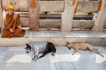January 29, 2014. India. Bodh Gaya. Inhabitants of northern Indian states, believing in reincarnation, and thinking that it can be their died relatives, dress animals in human clothes, in hope, that him will be warmer.のeditorial素材