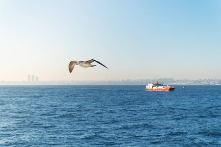 Seagul flys on the blurred background of a lonely car ferry in the roadstead against the backdrop of cityscape of Istanbul.の写真素材