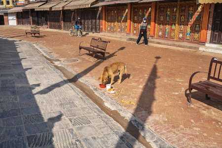 March 25, 2020. Kathmandu, Nepal. The Stupa Bouda closed on quarantin. A lonely dog ??eating from a bowl on a street.のeditorial素材