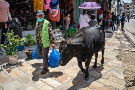 A man in a medical mask, with full packages of goods, is walking along the street with small shops, accompanied as if by a big black bull like a home pet. June 14, 2020, Kathmandu, Nepal.のeditorial素材
