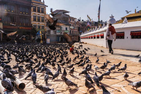 March 24, 2020. Kathmandu, Nepal. The Stupa Boudha closed on quarantine. Lonely man walking through a large flock of pigeons in the foreground.のeditorial素材