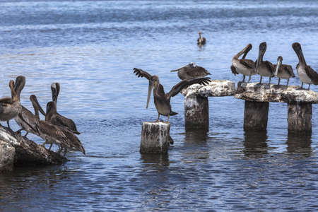 Group of the pelicans beside the beach on the Margarita island, Venezuela - June 27, 2012の写真素材