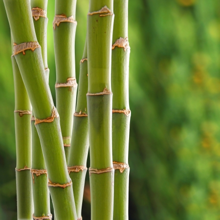 Beautiful fresh green bamboo backgroundの写真素材