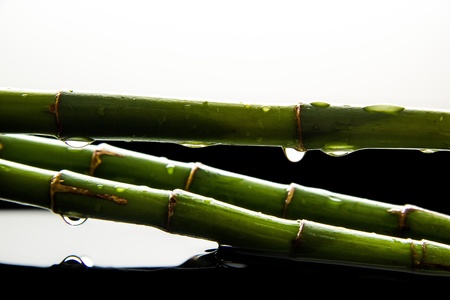Beautiful fresh green bamboo lying in water with falling dropsの写真素材