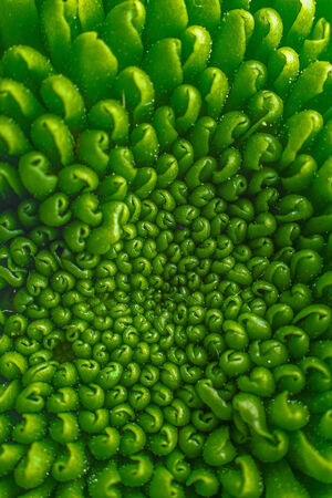 Green plant flower pattern on macroの写真素材