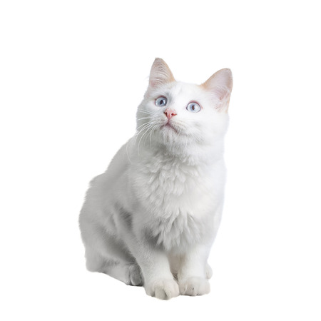 Beautiful white cat staring at the cameraの写真素材