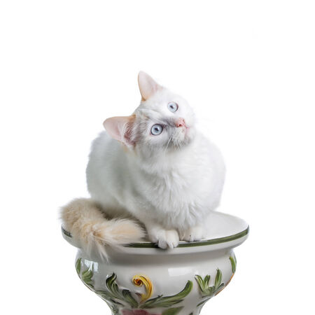 Beautiful white cat staring at the cameraの写真素材