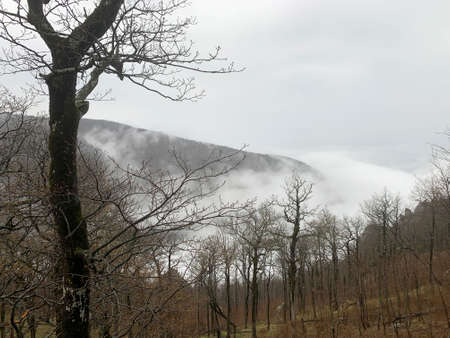 The top of the mountain among the treesの写真素材