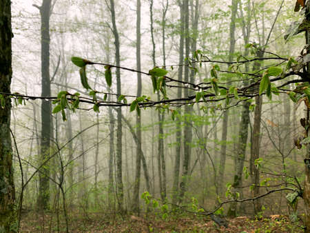 Close-up branch with green leaves and drops in a foggy forest. Rainの写真素材