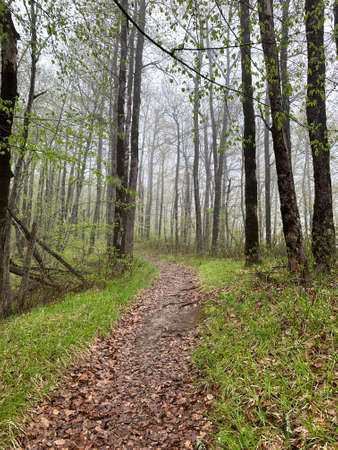 A path through a summer green forest. Light fogの写真素材