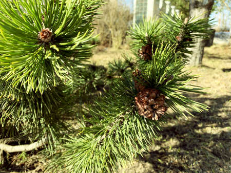 Cones on a green coniferous pine branch in the sunlight