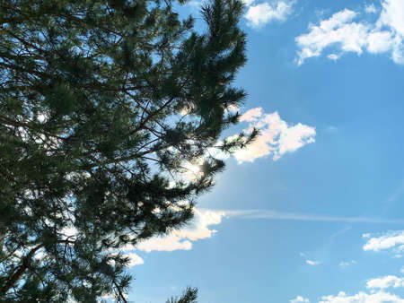 the sun peeps out behind the pine branches against a blue sky with cloudsの写真素材