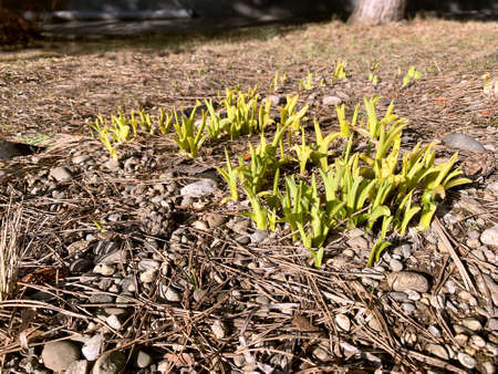 sprouts of grass appeared on the spring groundの写真素材