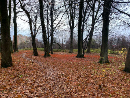 Path among the trees in the autumn forestの写真素材