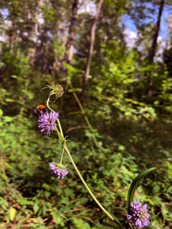 Bumblebee sitting on a flower in the forest