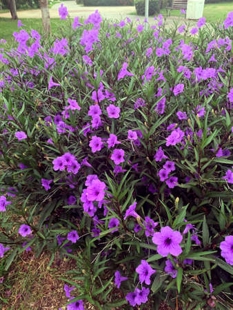 view of purple Ruellia simplex flowersの写真素材