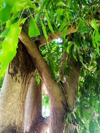The green lizard hid in the green foliage of the treeの写真素材