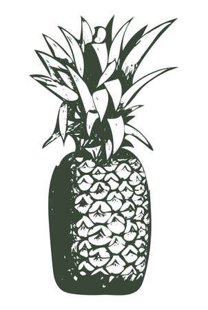Isolated vector pencil sketch of pineappleのイラスト素材