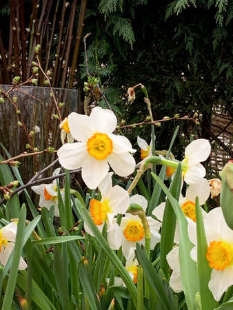 White blooming daffodils with green leaves and stems. White summer flowers narcissus. High quality photoの写真素材