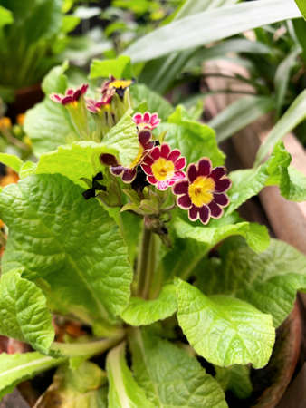 Victorian Laced Primrose Herbaceous perennial. Gold Lace Red Plants form terminal clusters above...