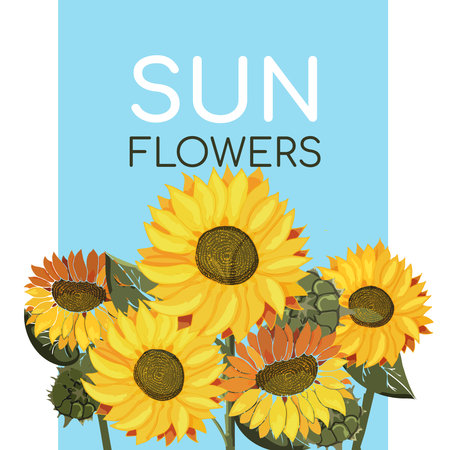 Sunflowers on a blue background with text. Field of yellow summer flowers. Sunflower seeds. Postcard or poster on the theme of botany. Drawn with paint. Vector illustrationのイラスト素材