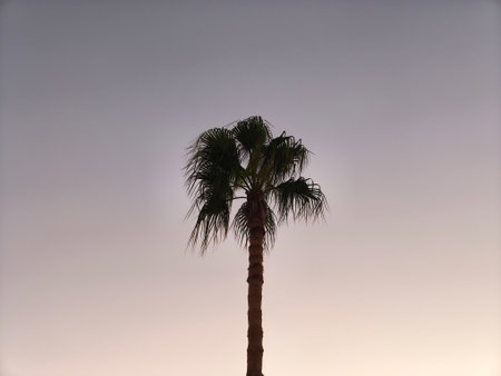 Palm tree against evening Sky. Exotic tropical Tree standing Alone in south at sunset. Long trunk,...