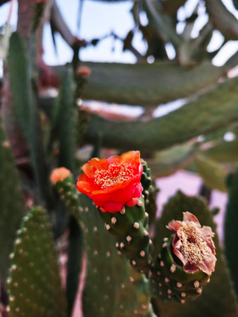 Close-up of blooming Opuntia with bright orange Flower against background of blurred Cacti. Macro photography. Succulent desert Plant. Prickly Flora of south. Wild Botany. Vertical photoの写真素材