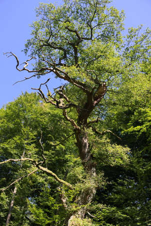 Virgin forest-Sababurg-XIV-Germanyの写真素材