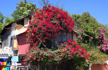 Chile Pomaire-blooming house - I -の写真素材