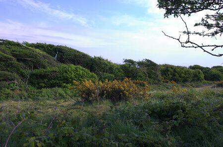 Eastbourne - Beachy Head - windblown - I -