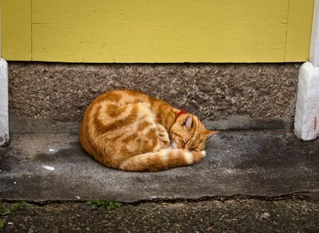 Cat at the doorstep - St Ives - Cornwallの写真素材