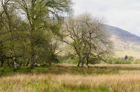 Loch Awe is a freshwater lake in Scotland. This photo shows the landscape at the castle ruin Kilchurn Castle.の写真素材