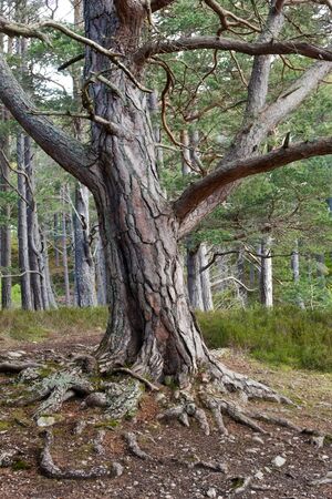 Rothiemurchus is a special and beautiful place in the Highlands of Scotland, at the heart of the Cairngorms National Park.This photo shows a gnarled ancient tree.の写真素材
