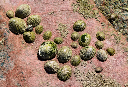 Barnacles on a rock on the island of Jerseyの写真素材