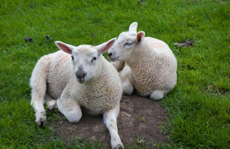 Two lambs in the pasture in the English Cotswolds resting and enjoying springの写真素材
