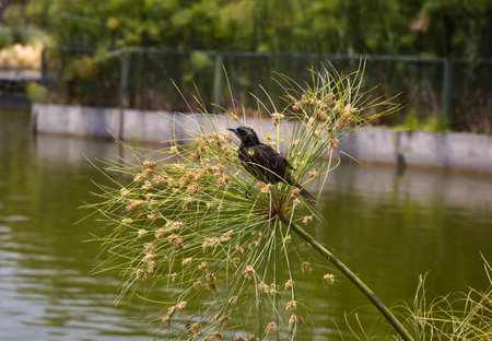 In one of the largest parks in Santiago de Chile, the Bicentenario Park, there is a great diversity of - here you can see a yellow species winged blackbird sitting on a plant and observing the pondの写真素材
