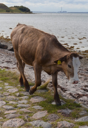 Brown and white cow walking on a rocky grassy path beside a lake under a cloudy sky.の写真素材