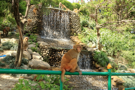 Macaque Monkeys in a Temple in Kathmandu in Nepal, Monkey