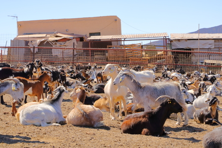 Goat flock in a farm in the naked mountains of gran canaria spainの写真素材