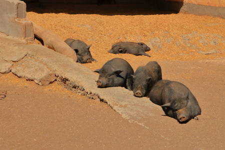 Very lazy, cute and beautiful pot-bellied pigs taking a napの写真素材