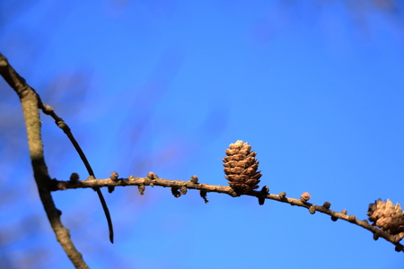 Pitch Pine trees with fresh brown pine cones against the blue skyの写真素材