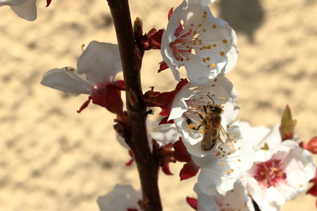 Bee on apricot blossomsの写真素材