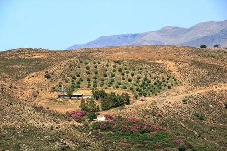 Olive plantations in Crete, Greece in Europeの写真素材