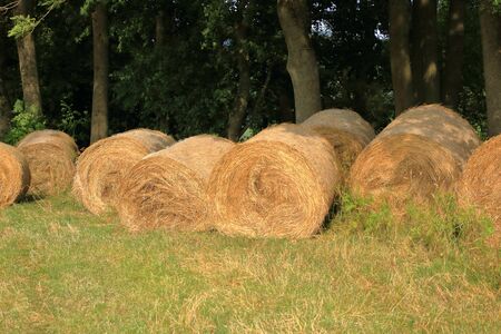 round straw bales lie on the field after grain harvestの写真素材