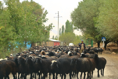 October 01 2019 - Tien Shan mountains, Uzbekistan: Goats herd in the middle of a road in Uzbekistanのeditorial素材