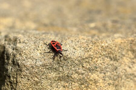 Red bug with black dots (firebug) on a wooden and sandstone background