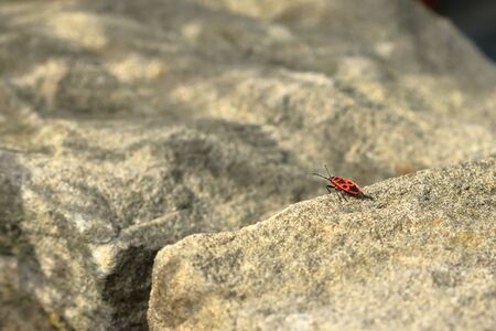 Red bug with black dots (firebug) on a wooden and sandstone backgroundの写真素材