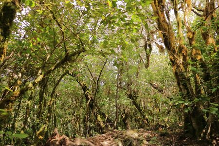 The Evergreen rainforest in Garajonay national park