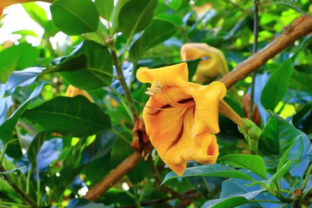 Solandra maxima flower from La Gomera on Canary Islands